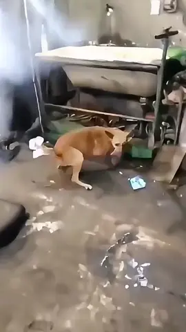 #funny #fypシ #dogsoftiktok #dogs 