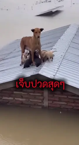 #สัตว์โลกน่ารัก 