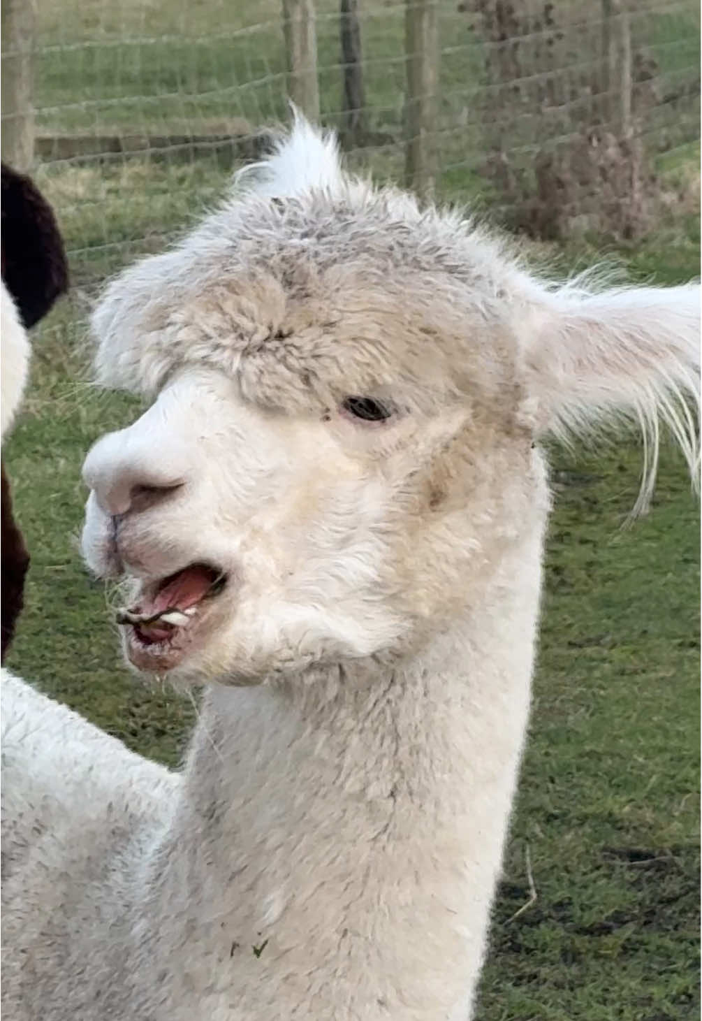 Fun fact: after an alpaca spits, their bottom lip temporally goes numb from the stomach acid in the spit, which is called “sour mouth”. They also keep there mouths open to air out the unpleasant taste of the spit. This is normal behaviour and no reason for concern! #alpaca #alpacas #alpacasoftiktok #alpacafarm #alpacalove 