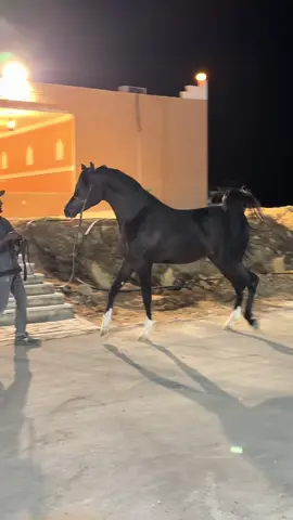 #مساء_الخير🤍