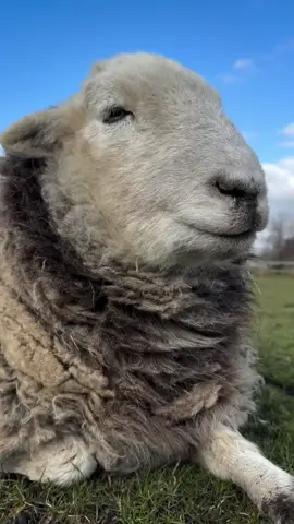 ✨💖😻#herdy_herdwick #viral #viralvideo #fypシ #fyp 