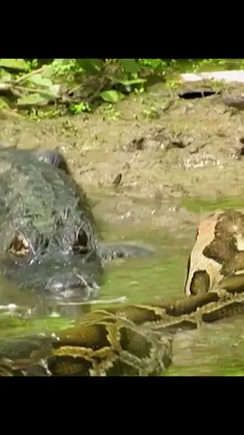 #الافتراس_الوحشي #AnimalWorld #Survival