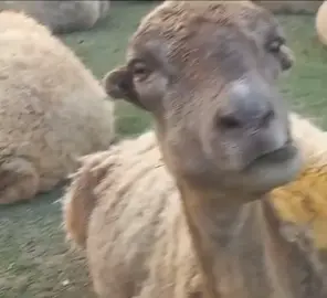 صحبتك وهي بتندغ اللبانه عشان تعصبك..🙂