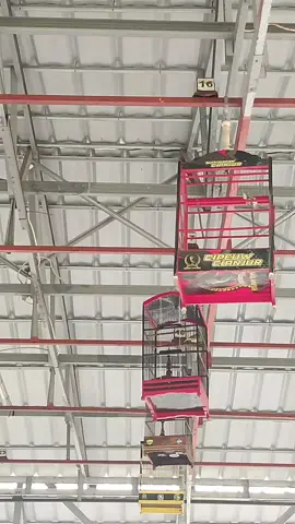 Burung bernama Dokter dengan gaya estetiknya #sirtumania  #sirtu  #kicaumania  #airsakti  #C2 