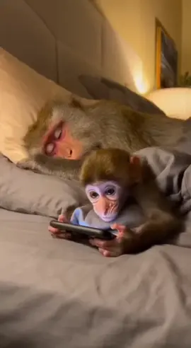 my son using phone after i sleep😂😂 #ai #sora #fyp #monkey #viral 