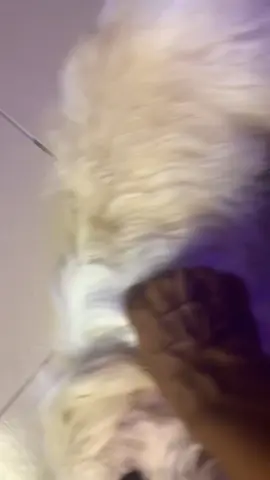 #rexthelhasaapso #doglovers #dogsoftiktok #lhasaapso #dogs #puppytiktok #fyp #blowthisup #tiktoknigeria🇳🇬 