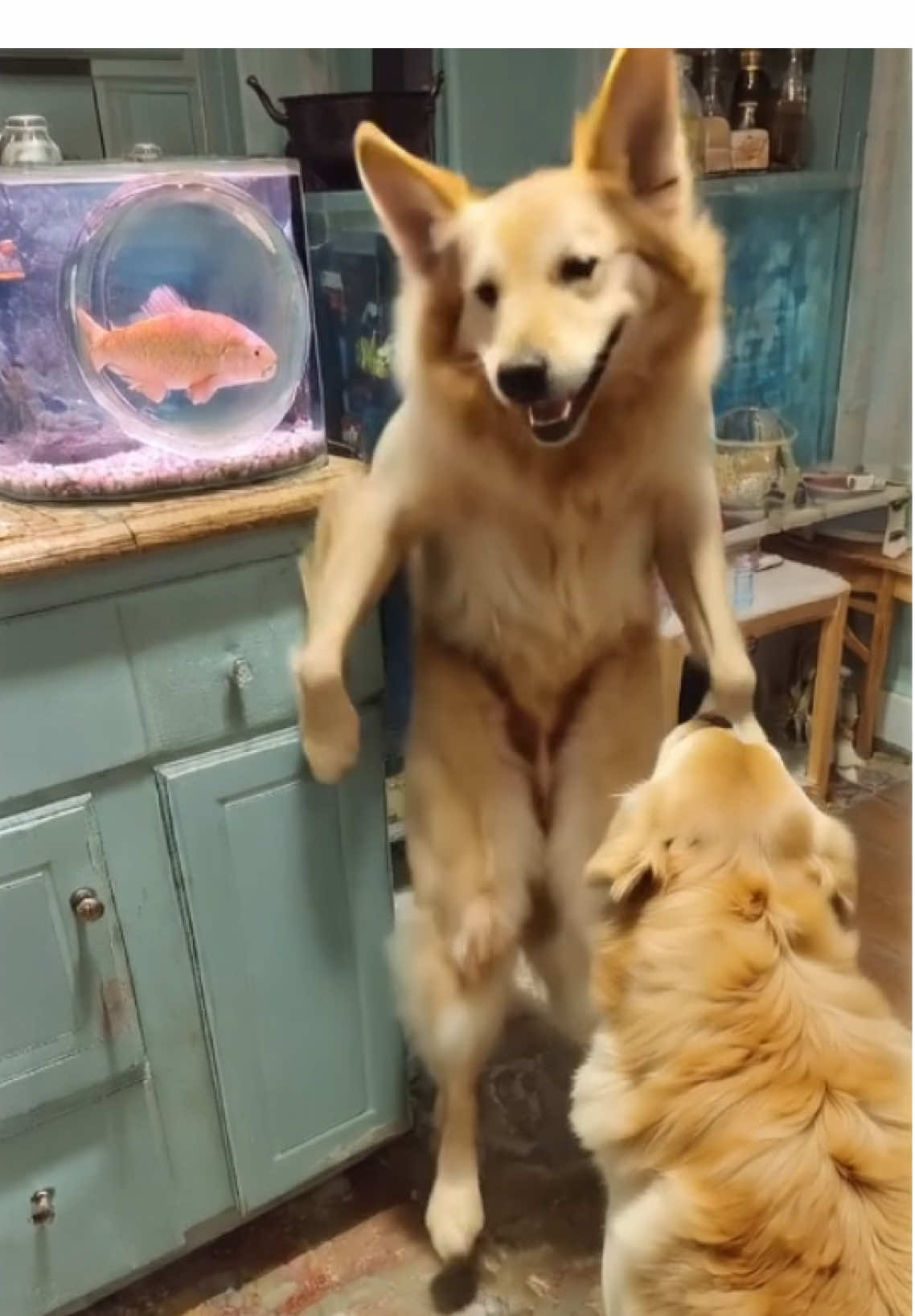 When your ai dog is trying to go viral again doing a trend. Here doggy 🐶 #doglover #dogs @Linguini | this is not a real dog, Ai animation/cgi 