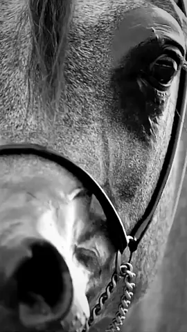 أَراڪكِ الطَمَـأنِينـةَ الـوَحِيـدةَ  وَ أنـا ڪَائِـنٌ يَملَـؤنِـي القَلَـق🫂💛