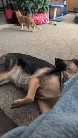 He has no fear 😂😂#fyp #kittensoftiktok #orangecatsoftiktok #germanshepherd 