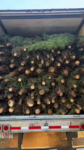 Last week stretched us.  Long days, tired hands, and maybe a few tears. But our team showed up with grit and heart. We couldn’t have done it without them.  This is a big season for our little farm and it all begins this Saturday. We’re not just excited—we’re deeply grateful.  These are the good ol’ days. #christmas #christmastree #country #christmastreefarm #farmlife 