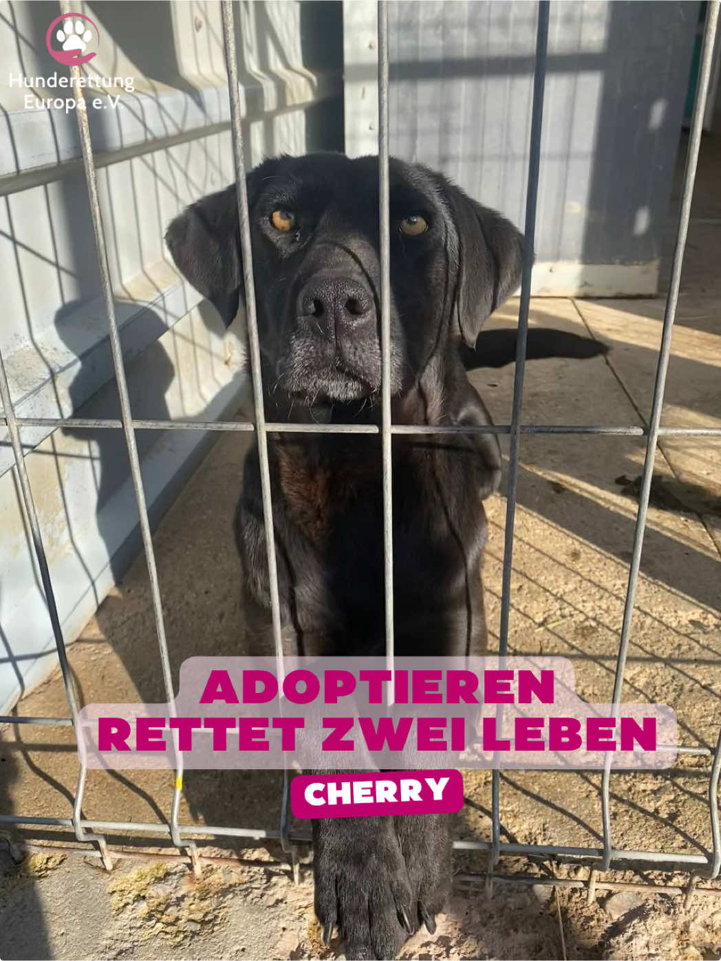 Wenn du einen Hund aus dem Tierschutz adoptierst, schenkst du nicht nur dieser einen Fellnase ein Zuhause, sondern machst gleichzeitig Platz für den nächsten Hund. Jeder freie Platz bedeutet eine neue Chance. Eine, die für viele Hunde über Leben und Tod entscheidet. Und genau deshalb ist Adoption so unfassbar wichtig. 🐶 Die süße Fellnase im Video ist Cherry. 💗 Sie ist etwa 6 Jahre alt, mittelgroß und seit August bei uns im Tierheim in Rumänien. Cherry ist eine unglaublich freundliche, offene und liebevolle Hündin, die Streicheleinheiten am liebsten nonstop hätte. Sie sehnt sich so sehr nach einem eigenen Zuhause, in dem sie endlich ankommen darf. 🏡 Wenn du dich in Cherry verliebt hast und ihr die Chance auf ein neues Leben schenken möchtest, dann schreib uns gerne eine Mail an: 📩 vermittlung@hunderettungeuropa.de Oder fülle direkt unsere Selbstauskunft auf der Website aus. Vielleicht rettest DU heute zwei Leben. ❤️🐾 #adoptdontshop #tierschutz #auslandstierschutz #hunderettung 