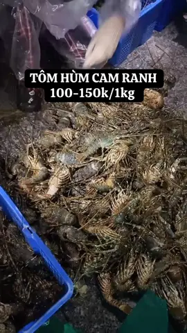 TÔM HÙM CAM RANH 100-150k/1kg.  Ủng hộ ngư dân mùa lũ #thuycamranh #camranh_khánhhoà #camranh #myca 