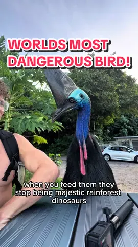 Meet the world’s most dangerous bird from Australia! 👀#cassowary #australia #nature 