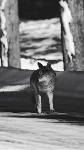 ‏@⚓petit moh⚓:الفيديو اخي دون كتابة 🙏🏻  #fyp 