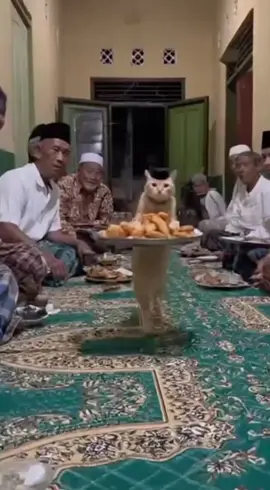 Alhamdulillah Pengajian Malam jumatnya lancar #viralvideo #fyp #cat #kucing #catsoftiktok 