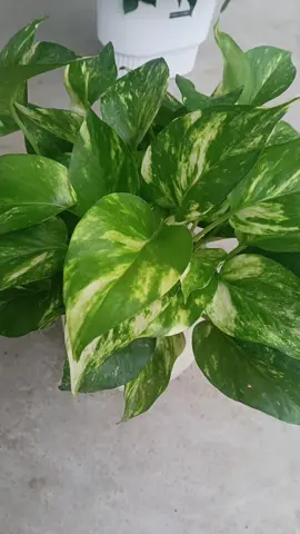 trầu bà hoàng kim #trangtrisanvuon #thictrongcay #cayphongthuy #xuhuong #mainhaque 