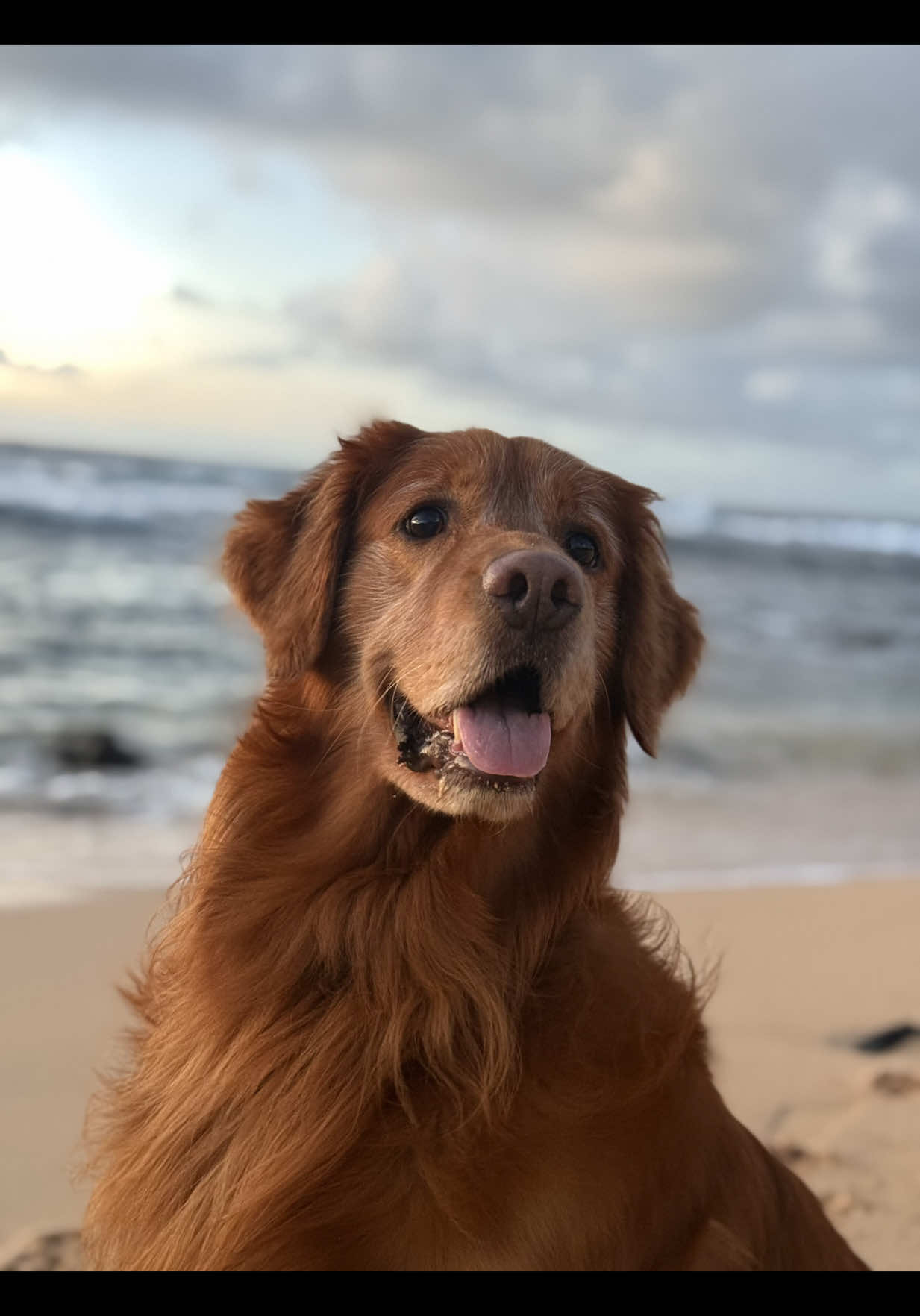 Who knew that a sign your dog was eating 💩 food was 💩’ing excessively and in large amounts. I switched him over to @Blue Buffalo and it’s made the world of a difference! #bluebuffalo #dogfood #dogs #fyp #dogmom