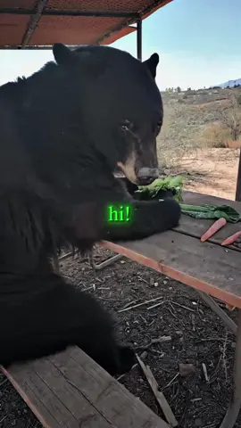 Kanye West's On Sight BEAR Trend 😭🐻 @georgie @Brittney and Zion #kanyewest #meme #onsight #bear #edit 