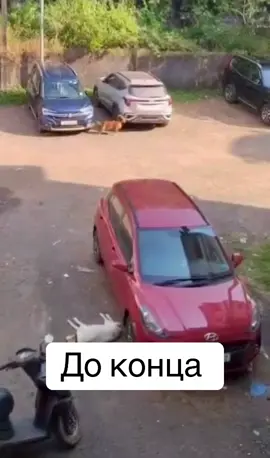 ##ржака😂 #новыеприколы2025 #приколыдослёз ##прикол #смешноевидео 