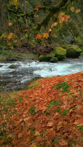 Moving through a thick blanket of fallen autumn leaves toward the creek felt so peaceful. The bright oranges and soft browns contrasted beautifully with the cool, rushing water as it wound its way through the small canyon. Moss-covered rocks, hanging branches, and the gentle sound of the current made this whole scene feel like a perfect snapshot of fall in the forest 😌