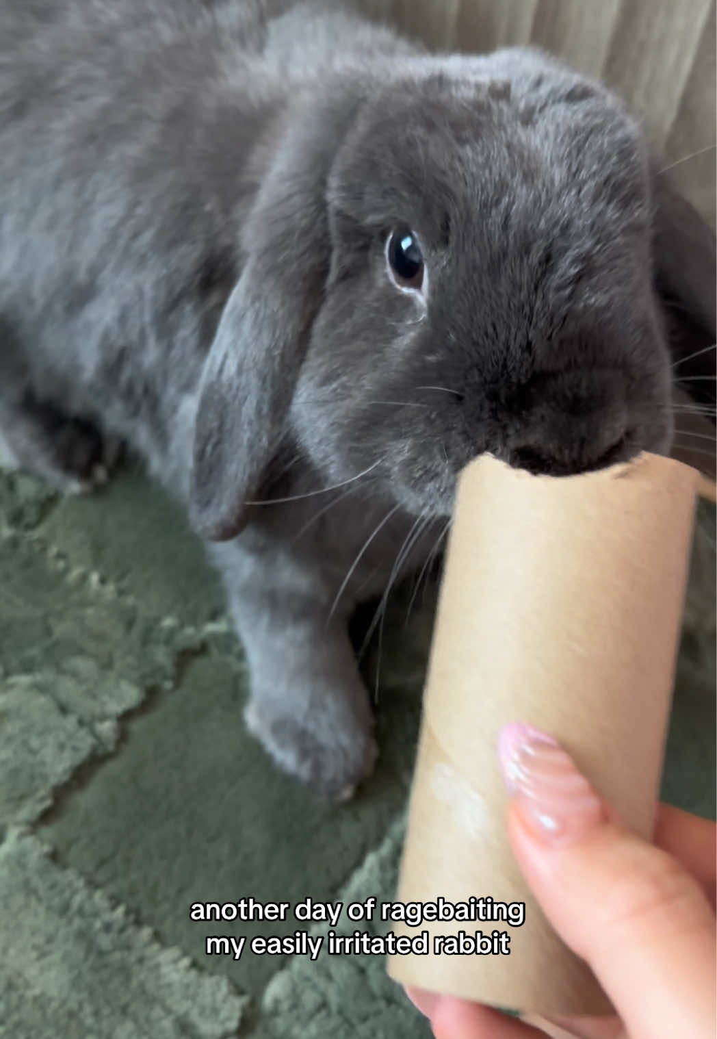 sorry jaime ily #rabbitsoftiktok #bunnytok 