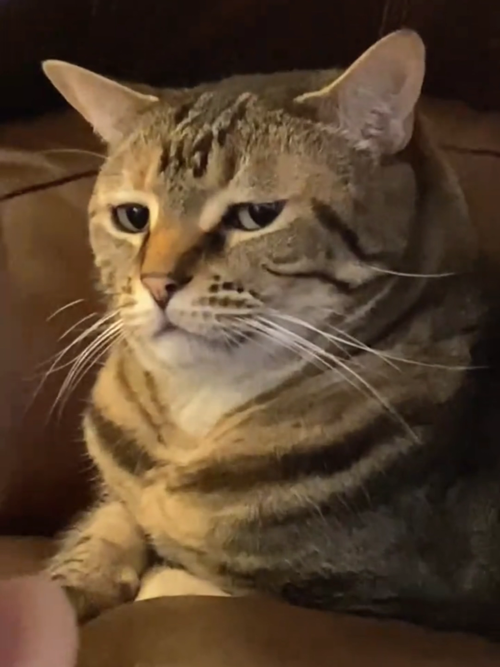 Do cats love children? #cat #cut #catlovers 