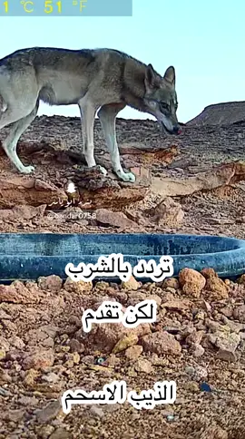 ‏⁧‫#الذيب‬⁩ ⁧‫#ذيب‬⁩ ⁧‫#الجوف‬⁩ ⁧‫‬⁩ ⁦‪#wolf‬⁩ سرحان  ‏ رصد الذئاب البرية ذيب شمالي اسحم الاسحم ذيابه الذيابه 
