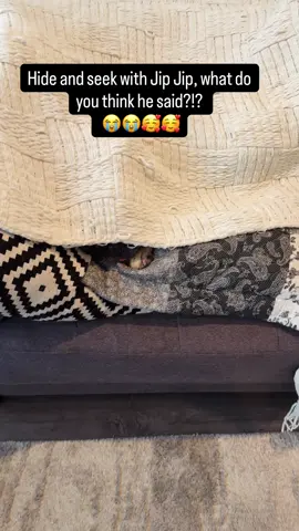 Hide and seek with Jip Jip, what do you think he said?!?  😭😭🥰🥰 soooooo cute Jip Jip! 🥹🐶 #frenchbulldog #talkingdog #happydog #funnydog #puppy 