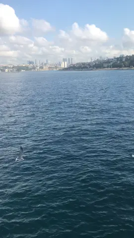 Leila 😊#haymana #ankara #istanbul🇹🇷 