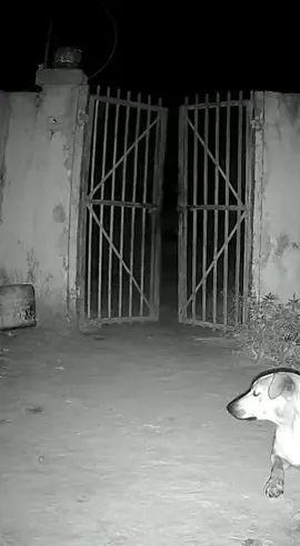 O portão se abre sozinho e o cachorro fica apavorado #Mistério #Estranho #Sobrenatural #CachorroAssustado #Fenômeno