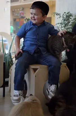 😂🐈 #hasbulla #hsb #fyp #fypシ゚ #catsoftiktok 