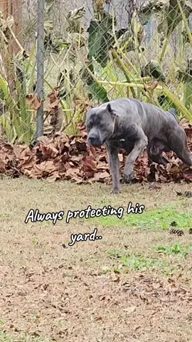 #canecorso  #protection #adayinhislife 