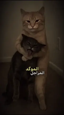 #الموكد_المراجل_خلي_ينجب🤏🏼 