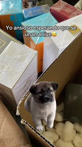 Pero siempre feliz😅 Consultar nuestro catálogo mayorista al +51 956 961 581. ⚠️ PRECIO MAYORISTA DESDE LA UNIDAD #consolidado #eeuu #perfumesimportados #perfumesarabes #CapCut 