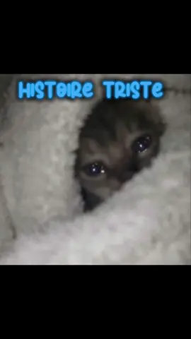 NON PAS TOIJE 😭 #dankmemes #brainrot #catmemes #humour #lesavaistu #larry 