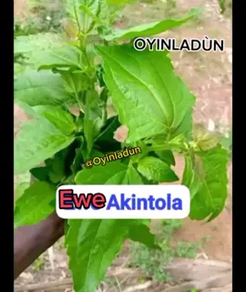 Orúkọ ewe in yorùbá land. * * * #viraltiktok #fyppppppppppppppppppppppp #yorubatiktok #oyinladuntv 