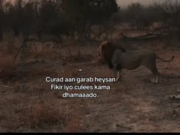 😭❤️##yopha_1 #foryoupage #viralvideos #fyp 