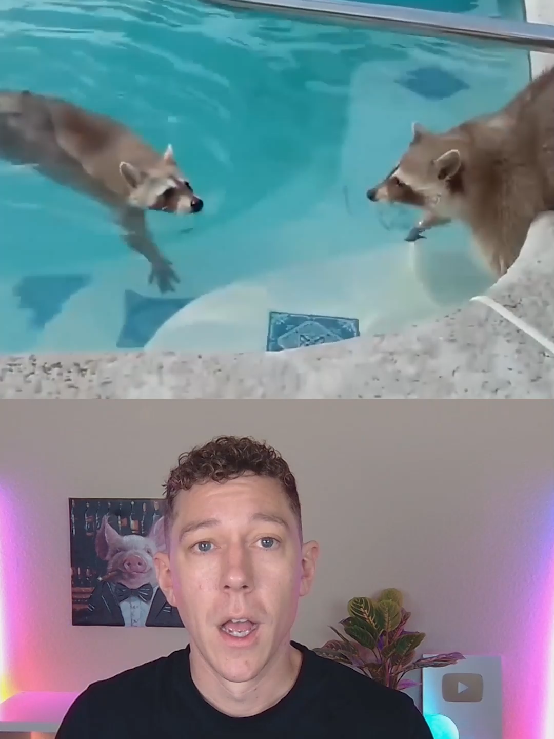 Raccoons are evolving and trying to become our pets, a new study has revealed.