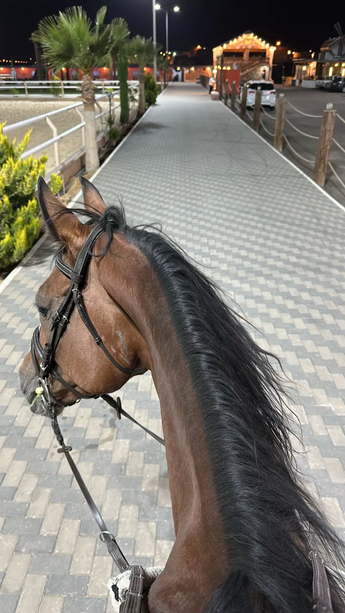 دي نجد🤍 #foryou #fyp #viral #fypage #خيل_وخياله🐎 