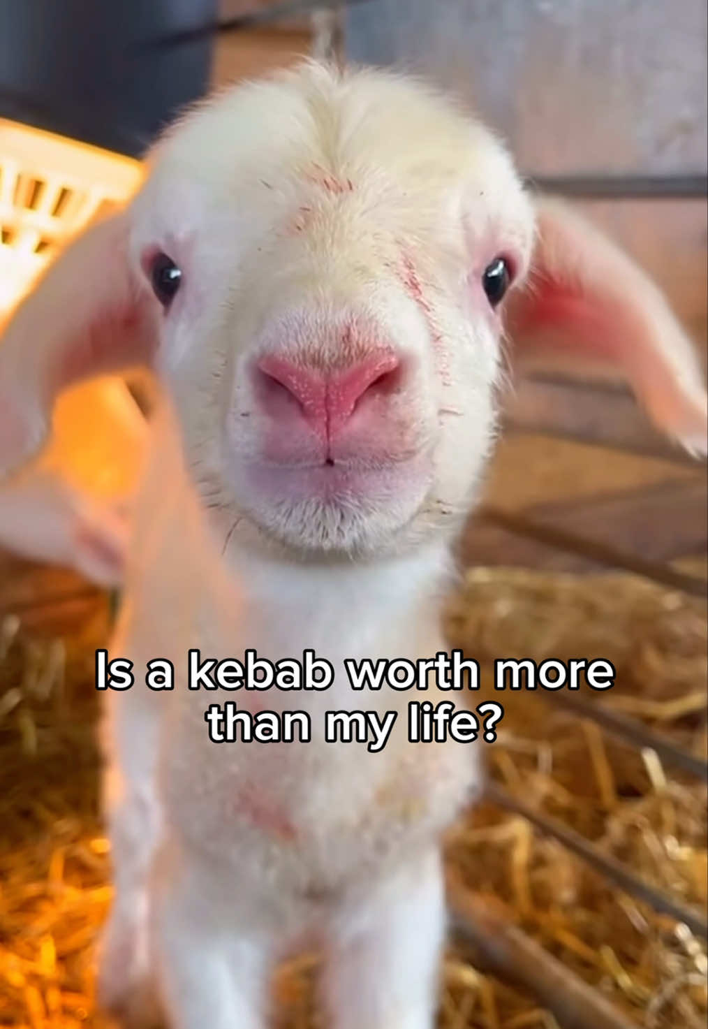 They might look good, but they taste even better 😋 #nusretshawarma #halal #bradfordfood #cznburak  📍64-66 Manningham Lane, Bradford, BD1 3EP