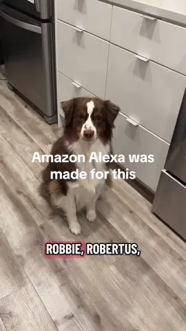 i put alexa to work #alexa #amazonalexa 