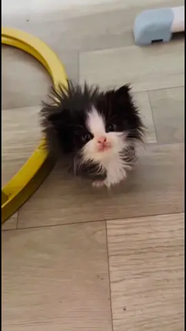 #catsoftiktok #catslovers #fypツ 