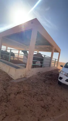 #سرتنا_سرت_ليبيا💚🌻 #ليبيا🇱🇾 