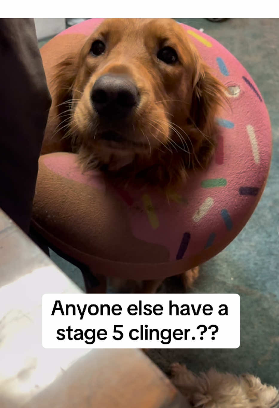 Anyone else have a clingy pet 😂 #dog #pets #clingypet #holdmyhand #cuteanimals 