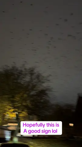 Video doesn’t do it justice. One of the craziest things I’ve ever seen. Looked like millions of them. #crows #ravens 