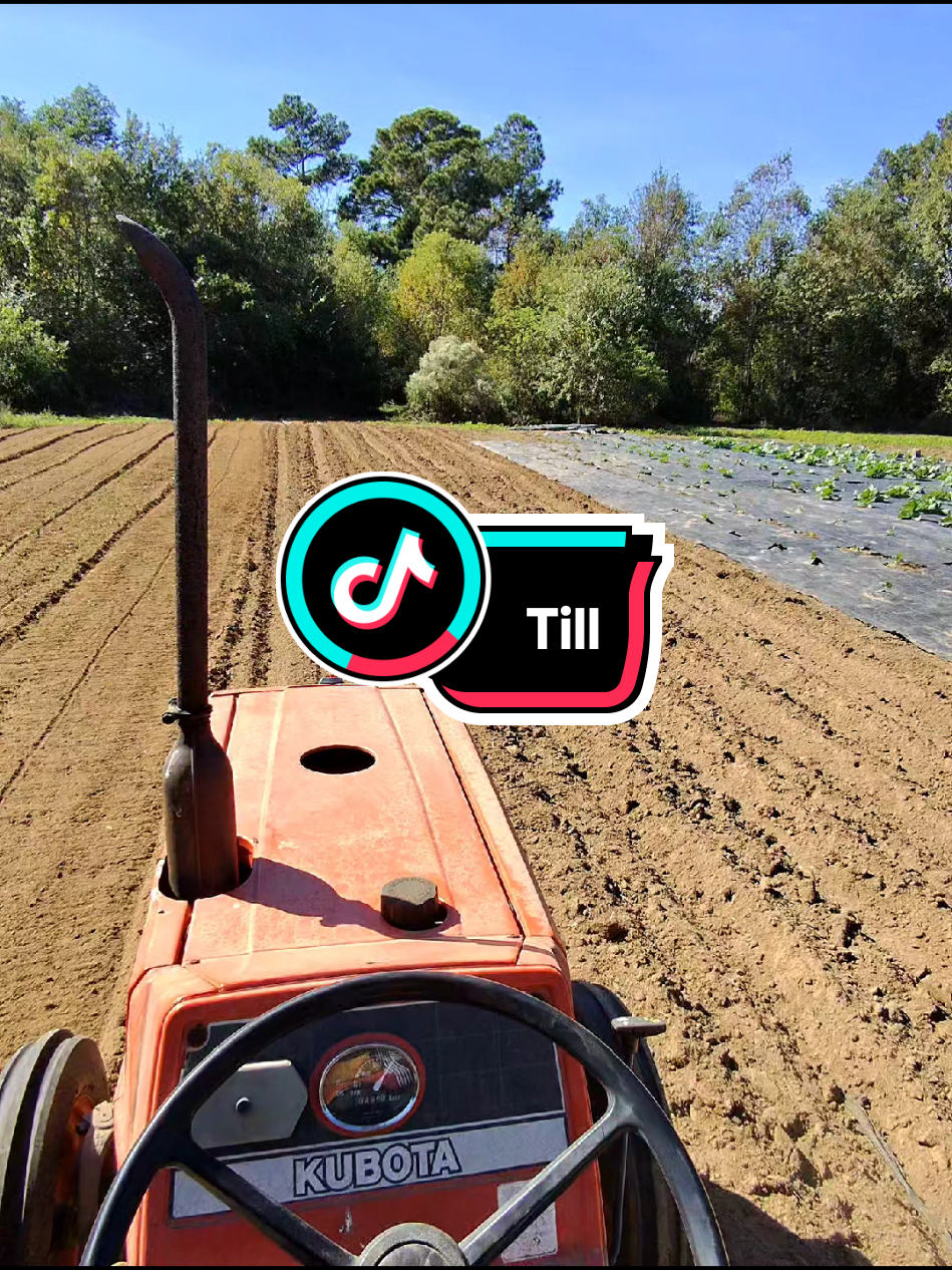 Tilling #alrightnah #BackyardFarming #GrowYourOwn  #Kubota #tiller 