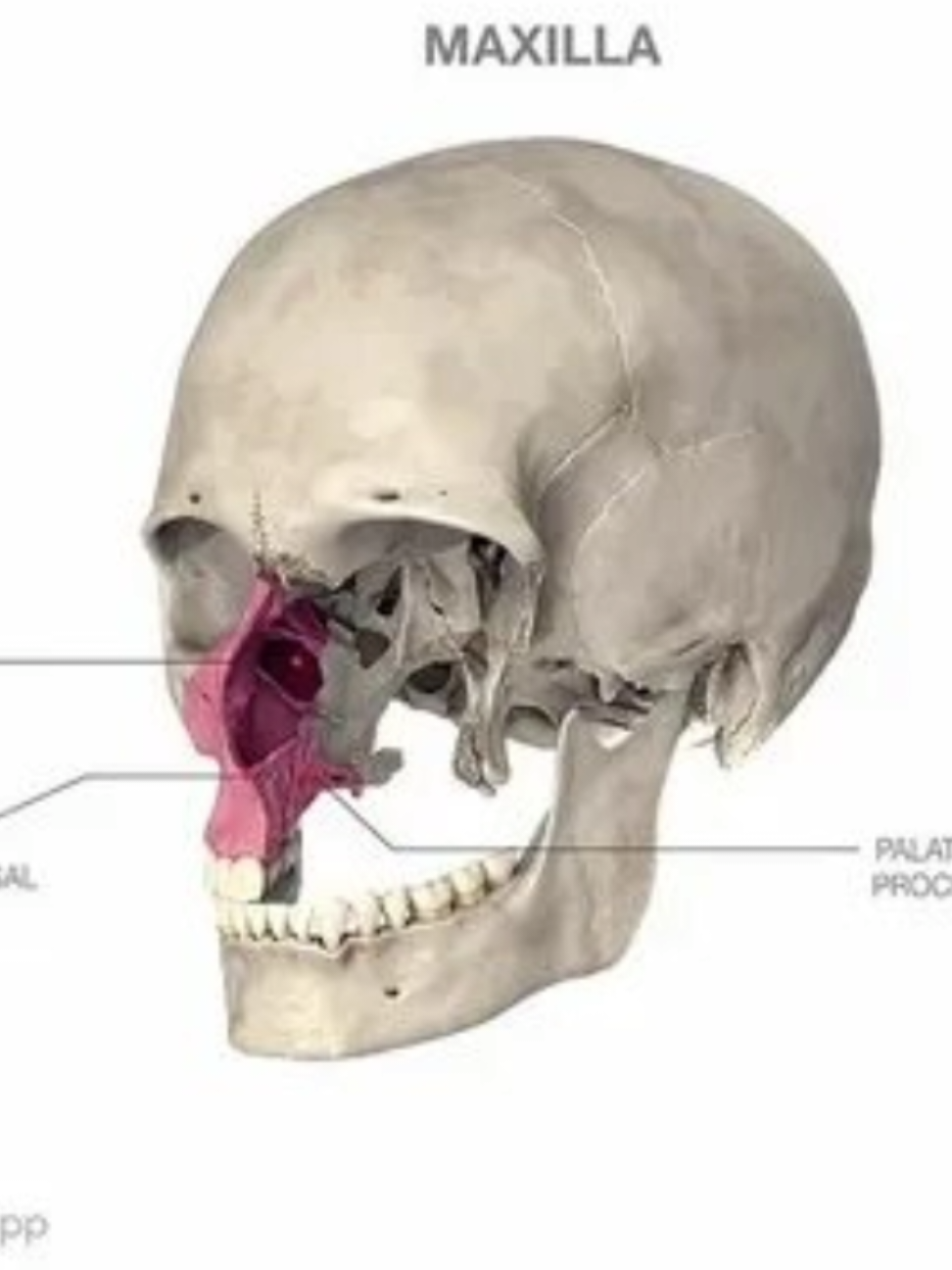 game of bones #fyp #zygomatic #maxila #looksmaxx #gameofbones 