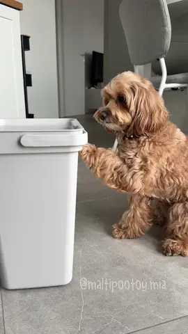 Salvato 🙏🏻 #maltipoo 