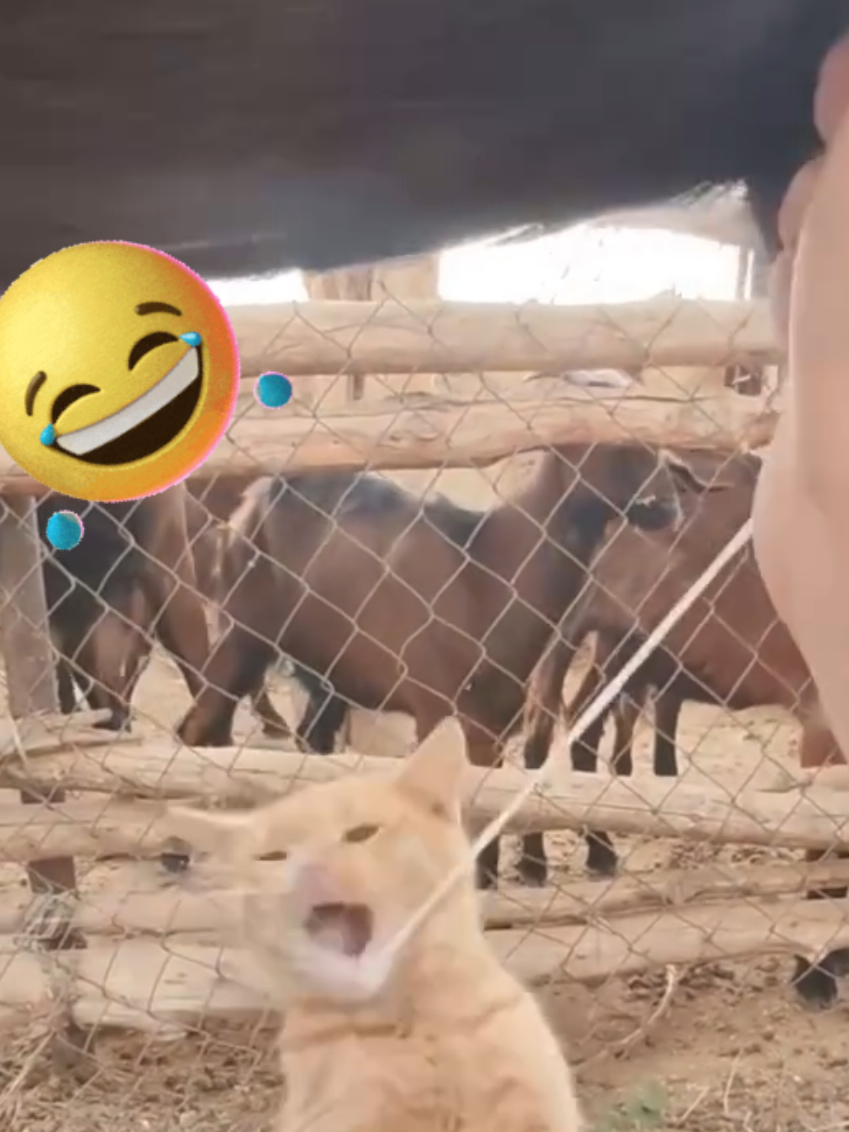 #leche  #milkshake  #catloversclub  #gatosgraciosos  #entretenimientoparati 