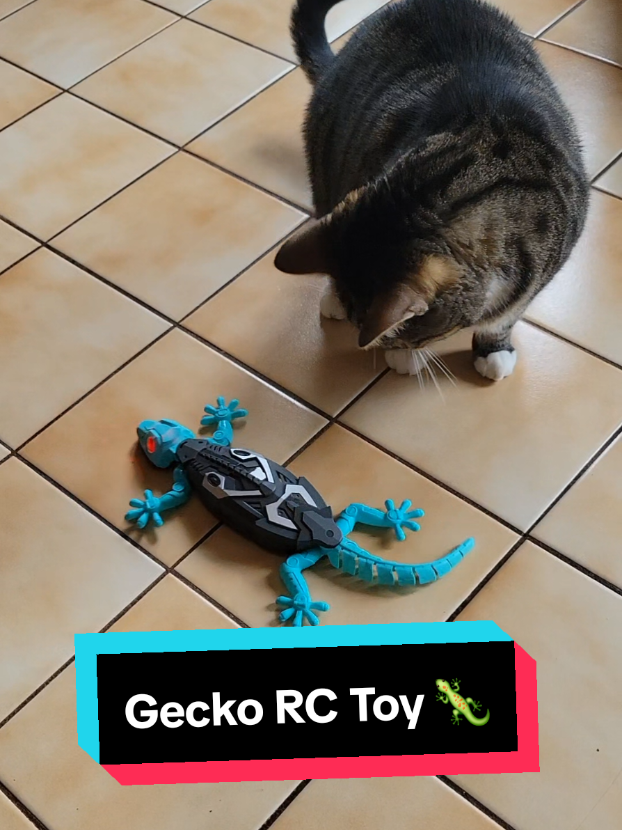 My cat Max absolutely loves his little wall crawling gecko 😅 #lizard #kids #toys #cattoys #cats 